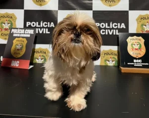 Cadela é resgatada e devolvida à tutora em Blumenau; homem é preso por receptação