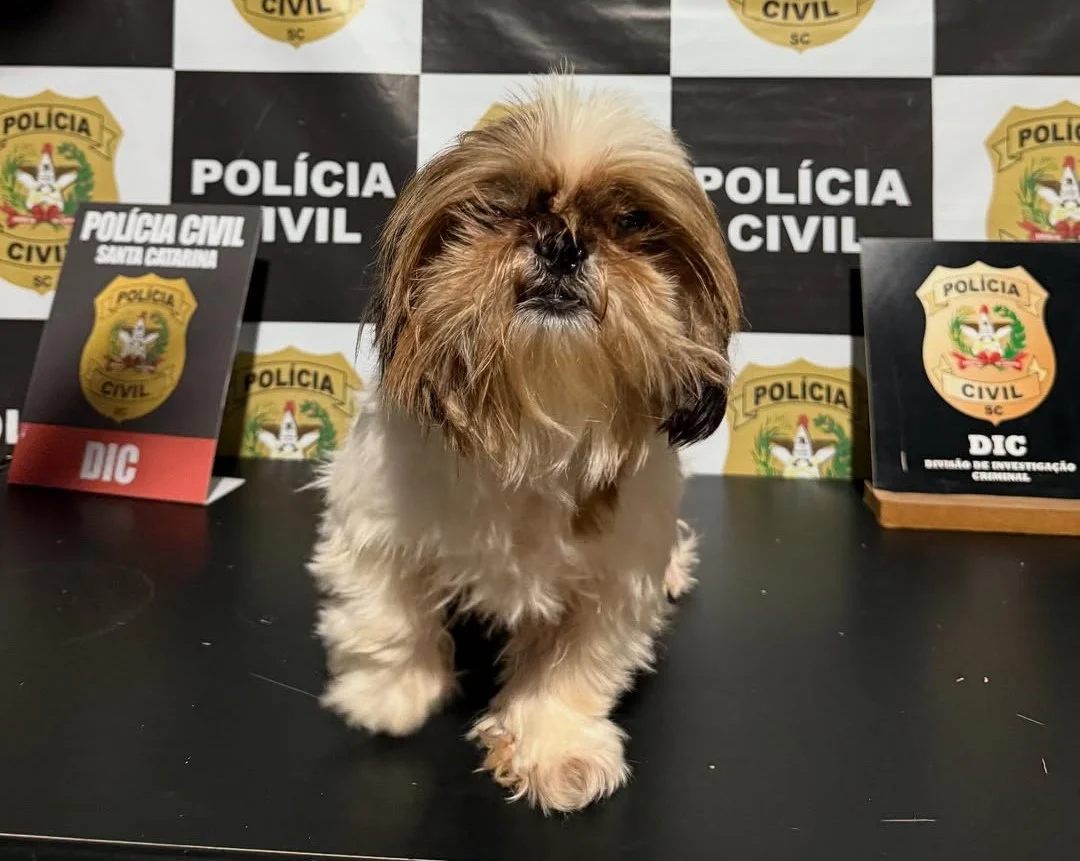 Cadela é resgatada e devolvida à tutora em Blumenau; homem é preso por receptação