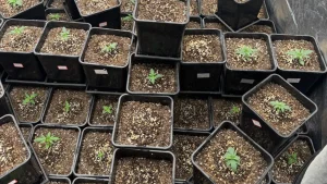 Quase 70 pés de maconha são apreendidos em uma estufa clandestina em Balneário Camboriú