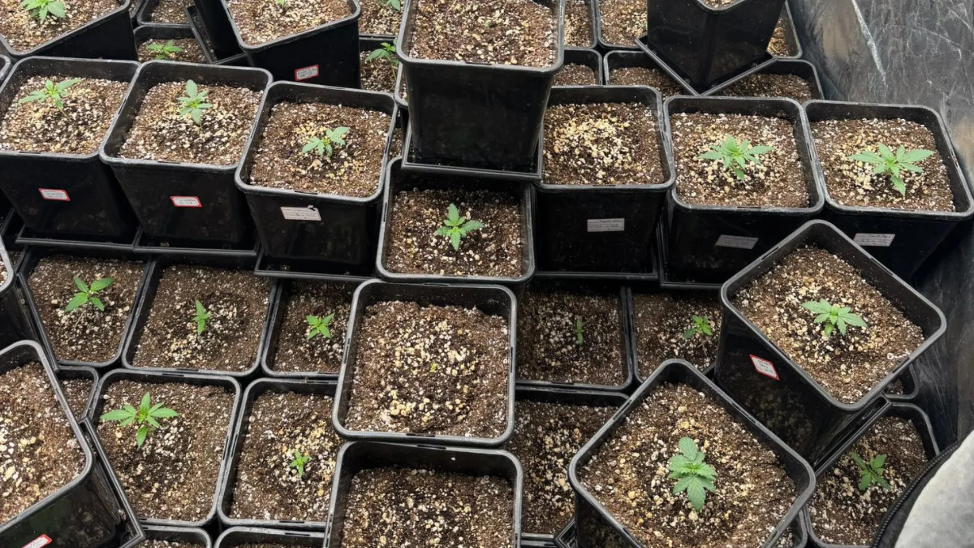 Quase 70 pés de maconha são apreendidos em uma estufa clandestina em Balneário Camboriú