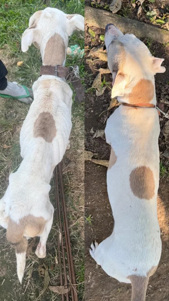 Homem que mantinha cadela amarrada e desnutrida em Itajaí é condenado