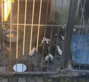 Homem é atacado por cão após invadir terreno de residência em SC; o suspeito morreu no local