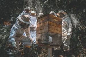 CBMSC alerta população sobre aumento de ocorrências com abelhas na primavera e reforça orientações de segurança