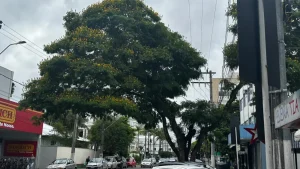 Trânsito terá desvio no domingo (02) para poda e corte de árvores, em Rio do Sul