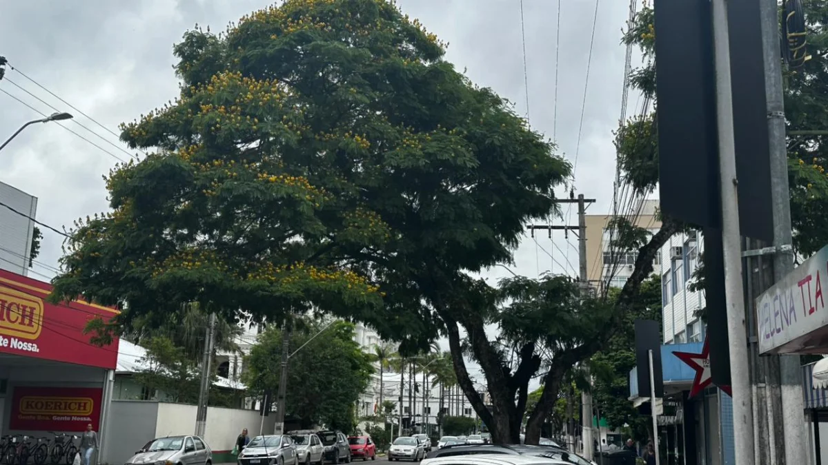 Trânsito terá desvio no domingo (02) para poda e corte de árvores, em Rio do Sul