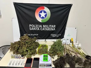 Tio e sobrinho são presos por tráfico de drogas em Blumenau; PM apreende 15 pés de maconha