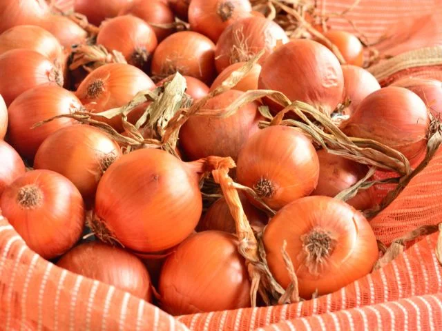 Epagri promove Dia de Campo e abertura da colheita da cebola na quarta-feira (08), em Ituporanga