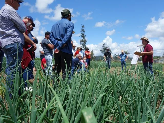 Epagri promove Dia de Campo e abertura da colheita da cebola na quarta-feira (08), em Ituporanga