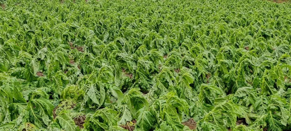 574894926 1379555683550167 6383050227324156462 N