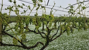 Temporal com granizo no Alto Vale deixa prejuízos e causa estragos em vários municípios