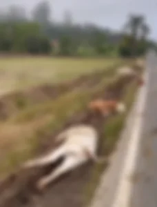 Caminhão atropela bovinos na SC-114 em Taió; sete animais morrem no local
