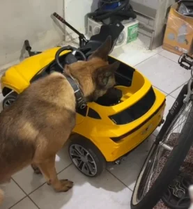 Polícia Civil apreende maconha escondida em carro elétrico infantil e efetua prisão em flagrante em São Domingos