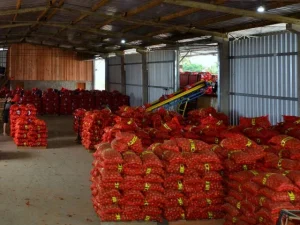 Colheita da cebola avança em Santa Catarina com expectativa de aumento na produção