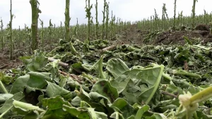 Granizo e chuva forte causam perdas em 76,9 hectares de lavouras em Rio do Sul