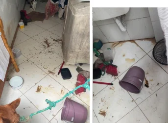 Maus Tratos Bombinhas