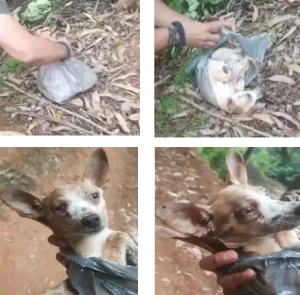 Em Ibirama, agressões a filhote e abandono de cães levam à condenação de morador 