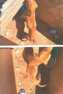 Maus Tratos Porto Belo (2)