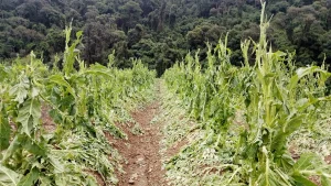 Tempporal Perolandia