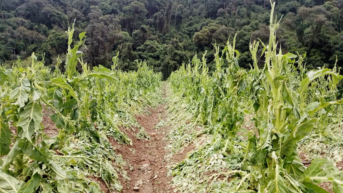 Tempporal Perolandia