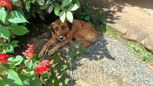 Cachorro é salvo após cair em cânion de 15 metros em Rio do Campo