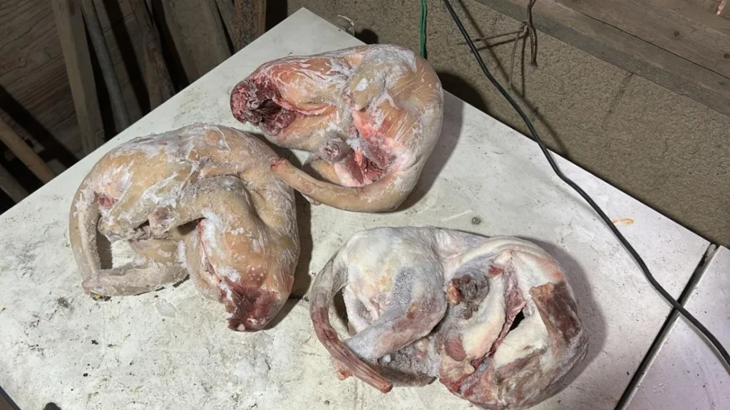 Whatsapp Image 2025 11 05 At 07.02.23 (1)