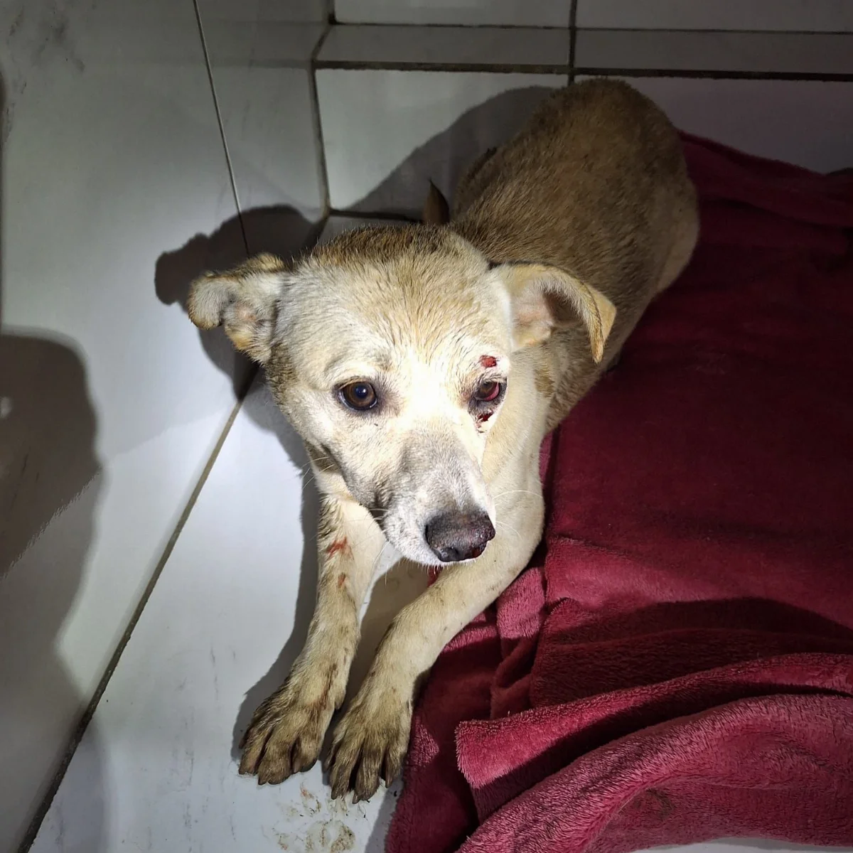 Whatsapp Image 2025 11 10 At 06.57.59