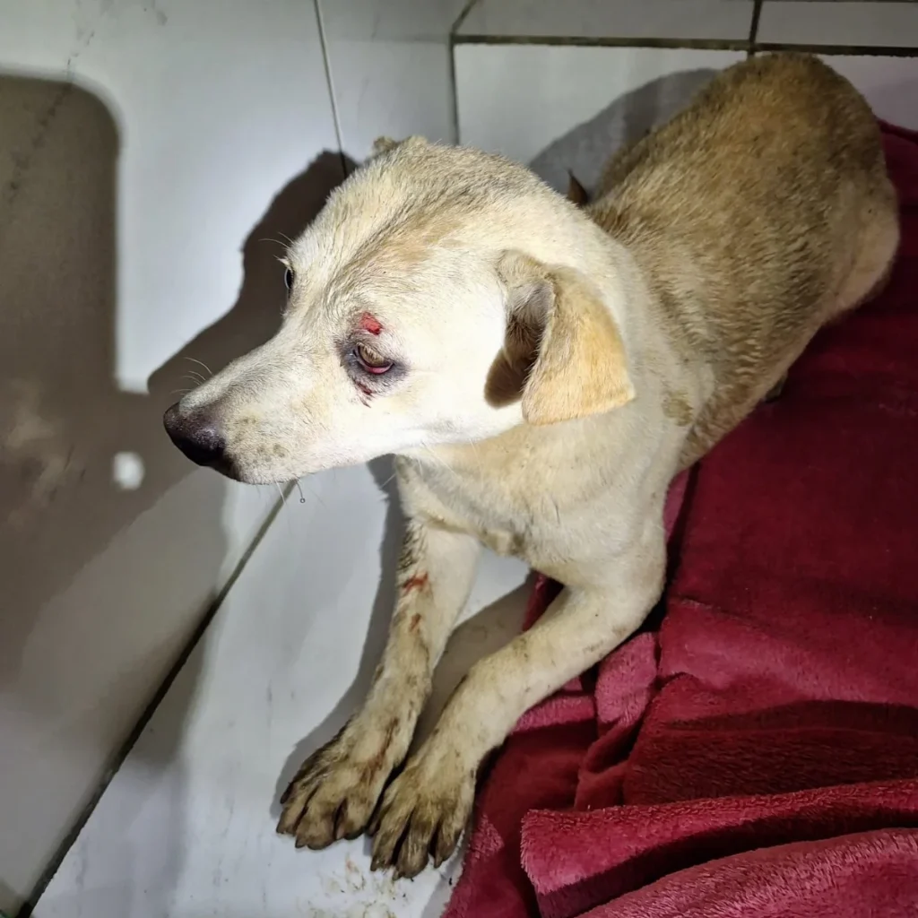 Whatsapp Image 2025 11 10 At 06.58.00