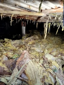 Princípio de incêndio em estufa de fumo é controlado por proprietário no interior de Ituporanga