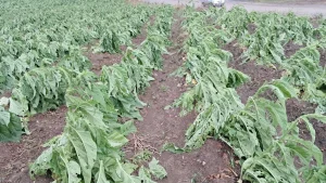 Temporais com granizo causam prejuízos em Santa Terezinha e Vitor Meireles