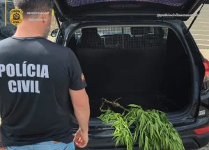 Polícia Civil localiza dois pés de maconha em plantação de cebola em Ituporanga
