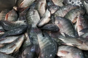 Governo de SC proíbe entrada e comercialização de tilápia do Vietnã para blindar produção estadual contra vírus exótico