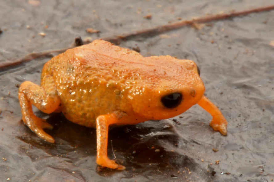 Brachycephalus Lulai Female