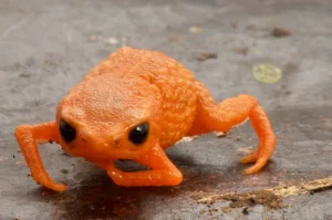 Sapo minúsculo descoberto em montanha de SC recebe nome em homenagem ao presidente Lula