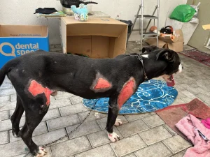 Polícia Civil prende em flagrante homem que arrastou cão por um quilômetro em Blumenau