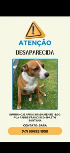 🚨 Atenção – cachorra desaparecida 🐶