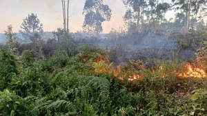 Incêndio em vegetação destrói cerca de 10 hectares em Presidente Getúlio