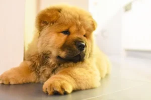 Homem é preso após furtar filhote de cachorro em Petrolândia