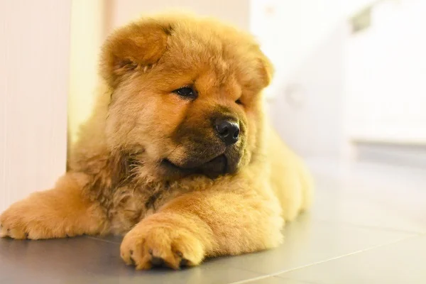 Homem é preso após furtar filhote de cachorro em Petrolândia