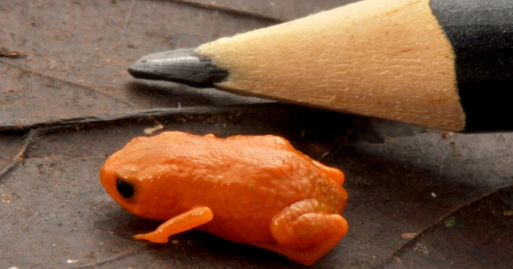 Sapo minúsculo descoberto em montanha de SC recebe nome em homenagem ao presidente Lula