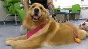 2 CÃoterapia