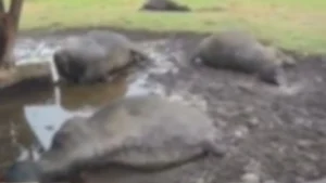 Raio mata sete búfalos em propriedade rural de São Joaquim