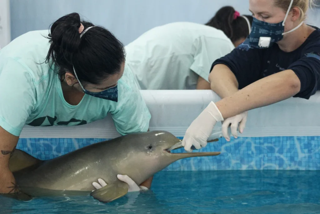 “francisca”, A Toninha Resgatada Em Florianópolis, Morre Após Um Ano Em Reabilitação (2)