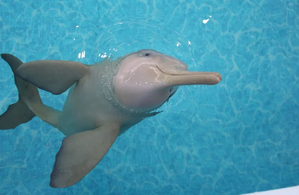 “francisca”, A Toninha Resgatada Em Florianópolis, Morre Após Um Ano Em Reabilitação (3)