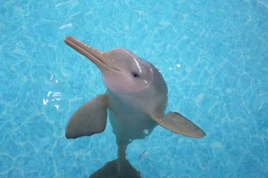 “Francisca”, a toninha resgatada em Florianópolis, morre após um ano em reabilitação