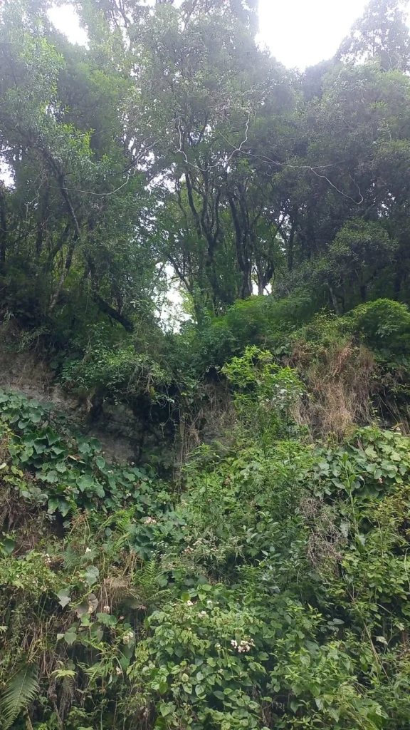 Homem Morre Após Cair Em Ribanceira Em área De Mata Em Urubici (2)