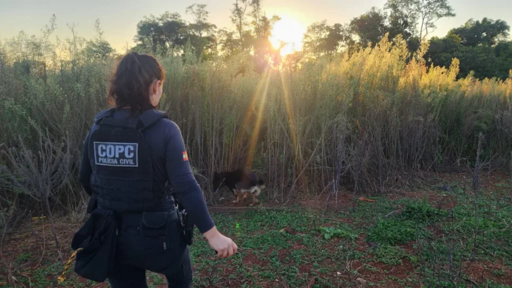 Operação Ruptura Prende Jovem Por Tráfico De Drogas Em Pinhalzinho (1)