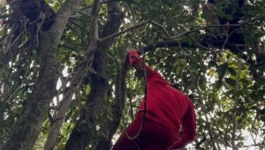 Queda de parapente mobiliza bombeiros em área de mata no Morro da Atalaia em Itajaí