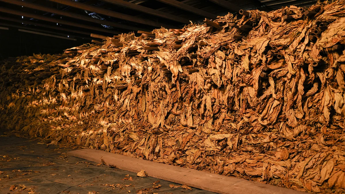 Tabaco Seco Img 7178