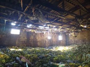 Incêndio atinge estufa de fumo em Leoberto Leal e causa prejuízo de R$ 200 mil