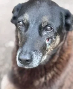 Polícia Civil cumpre mandados em investigação de maus-tratos contra o cão Orelha